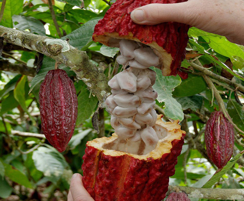 Kết quả hình ảnh cho cacao nguồn gôc brazil"