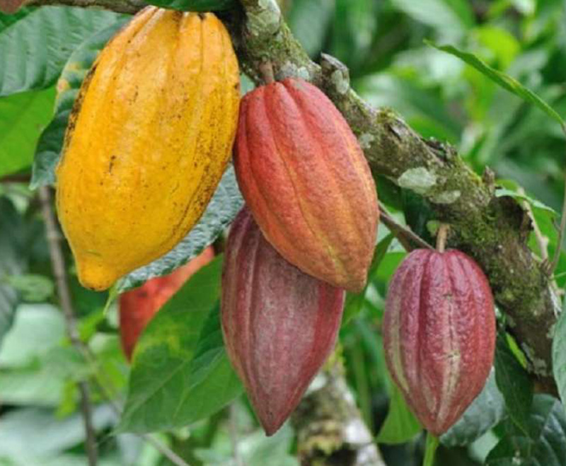 Cây cacao Việt Nam