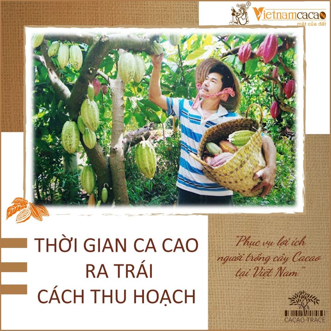 BẠN ĐÃ BIẾT THỜI GIAN CÂY CA CAO RA TRÁI VÀ CÁCH THU HOẠCH TRÁI CA CAO CHƯA? - Vietnamcacao