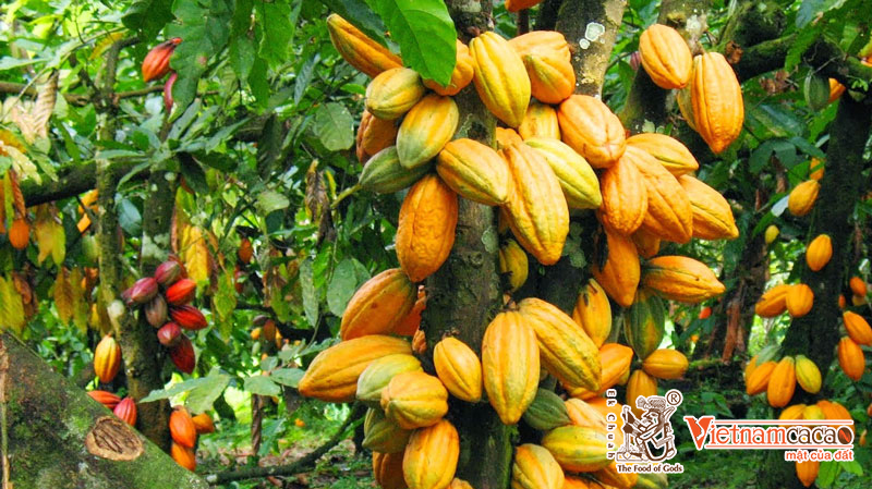 trồng cacao lấy hạt
